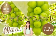 【2025年先行予約】【朝採れ！直送！】シャインマスカット 1.2kg (2房) ) | 山梨 フルーツ 人気 甘い 糖度  ぶどう シャイン マスカット 名産 糖度 先行予約 甘い 糖度 大粒 種無し 種なし やまなし 山梨県産 葡萄 ブドウ フルーツ 果物 くだもの シャイン マスカット 　　※2025年 9月上旬より順次発送いたします。天候等の関係で配送開始時期が前後することがございます。
