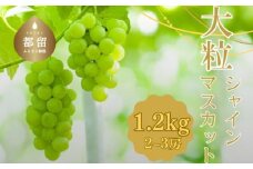 【2025年 先行予約】【朝採れ直送！】山梨県産 シャインマスカット 1.2kg (2房～3房)【アズールヤード】 フルーツ 人気 甘い 糖度 山梨 大粒 種無し 種なし 山梨 やまなし 山梨県産 葡萄 ブドウ フルーツ 果物 くだもの シャイン マスカット ぶどう  　朝採れ　直送