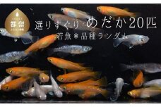 【夏冬めだか屋はるあき】”選りすぐり” めだか 20匹＋（死着保証2匹）