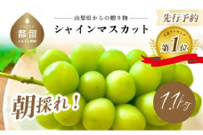 【2025年 先行予約】山梨県産 シャインマスカット1.1kg (2～3房) 【アズールヤード】) | 山梨 フルーツ 人気 甘い 糖度  ぶどう シャイン マスカット 名産 糖度 大粒 種無し 種なし やまなし 葡萄 ブドウ フルーツ 果物 くだもの シャイン マスカット 