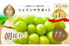 【2025年 ！今シーズン発送】山梨県産 シャインマスカット1.1kg (2～3房) 【アズールヤード】) | 山梨 フルーツ 人気 甘い 糖度  ぶどう シャイン マスカット 名産 糖度 大粒 種無し 種なし やまなし 葡萄 ブドウ フルーツ 果物 くだもの シャイン マスカット 