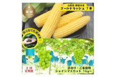 【限定 定期便】都留市産とうもろこし 7本 ＆ 山梨県産 家庭用 シャインマスカット 1kgのセット品 ｜シャイン マスカット 山梨 やまなし 山梨県産 葡萄 ブドウ 訳あり 家庭用 フルーツ 果物 くだもの トウモロコシ コーン 