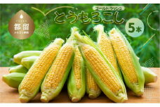 富士湧水で育ったとうもろこし