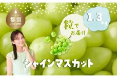 【粒】シャインマスカット1.3kg 山梨 フルーツ 人気 甘い 糖度  ぶどう シャイン マスカット 名産 糖度 大粒 種無し 種なし やまなし 葡萄 ブドウ フルーツ 果物 くだもの シャイン マスカット デザート スイーツ　