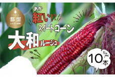 【2025先行予約】紅いスイートコーン　大和ルージュ　赤い　とうもろこし　トウモロコシ　希少　日本初