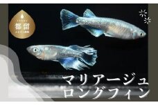 【夏冬めだか屋はるあき】マリアージュロングフィンめだか　(２ペア)　趣味　ペット　アクア　観賞用　若魚　メダカ