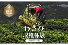 わさび収穫体験（わさびお土産付き）ワサビ　山梨　体験　料理　日本食