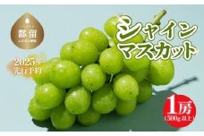 【2025年先行予約】　シャインマスカット500g以上（1房）【アズールヤード】 フルーツ 人気 甘い 糖度 山梨 大粒 種無し 種なし 山梨 やまなし 山梨県産 葡萄 ブドウ フルーツ 果物 くだもの シャイン マスカット ぶどう  デザート スイーツ