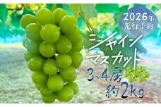 【2026年先行予約】シャインマスカット  3-4房　（約2.0kg）