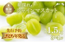 【2026年先行予約】　シャインマスカット約1.5kg（3~4房）【アズールヤード】 フルーツ 人気 甘い 糖度 山梨 大粒 種無し 種なし 山梨 やまなし 山梨県産 葡萄 ブドウ フルーツ 果物 くだもの シャイン マスカット ぶどう　直送