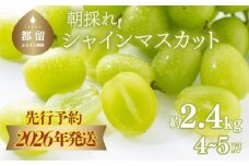 【2026年先行予約】　シャインマスカット約2.4kg（4~5房）【アズールヤード】 フルーツ 人気 甘い 糖度 山梨 大粒 種無し 種なし 山梨 やまなし 山梨県産 葡萄 ブドウ フルーツ 果物 くだもの シャイン マスカット ぶどう　直送