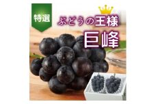 巨峰 2房 化粧箱入り 葡萄の里より 特選 「巨峰(種なし)」【1021830】