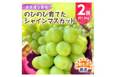 朝もぎ直送!!過保護に育った葡萄『のびのび育てたシャインマスカット』2房　約1.2kg【1363897】