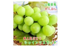 農園直送!シャインマスカット　約1.2kg(2～4房入り) ふるさと納税【1281138】