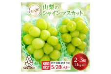 ＜寄付金額変更 13,000円→12,000円＞シャインマスカット 2~3房 1.1kg以上 山梨産_ 葡萄 山梨県 山梨市 フルーツ 果物 ぶどう マスカット シャインマスカット 山梨産 人気 おすすめ 送料無料 【1274436】