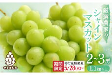＜2026年発送 先行受付＞シャインマスカット 2~3房 1.1kg以上 山梨産_ 葡萄 山梨県 山梨市 フルーツ 果物 ぶどう マスカット シャインマスカット 山梨産 人気 おすすめ 送料無料 【1274436】