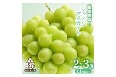 ＜2026年発送 先行受付＞シャインマスカット 2~3房 1.1kg以上 山梨産_ 葡萄 山梨県 山梨市 フルーツ 果物 ぶどう マスカット シャインマスカット 山梨産 人気 おすすめ 送料無料 【1274436】