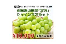 ＜生産者直送＞山梨市『万力』シャインマスカット2房(2房合計1kg程度) ふるさと納税【1137177】