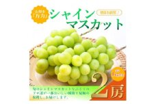 シャインマスカット 2房 (計1kg程度) 生産者直送 ! 山梨市『万力産』【1227218】