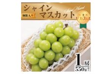 桐箱入り完熟極上シャインマスカット!お中元やギフトに!＜1房550g以上＞【1232602】