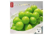 厳選　池田青果のシャインマスカット2房～4房(1.5kg相当) ふるさと納税【1280516】