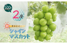 シャインマスカット 2房 入り 1kg 以上【1292440】