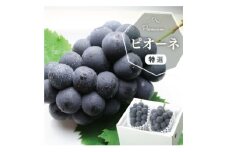 ＜2026年発送分先行受付＞山梨産 ピオーネ(種なし) 2房 約1kg 化粧箱入り 産地直送でお届け【1021829】