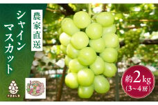 ＜先行受付＞シャインマスカット 2kg (3～4房) 農家直送 世界農業遺産認定地特産【1117447】