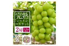完熟 シャインマスカット 2房 (1.1kg以上) 世界農業遺産認定地特産【1117448】