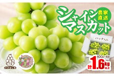 農家直送シャインマスカットパック入1.6kg以上(1房400g×4)【1142817】