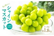 山梨市産 旬の採れたてフルーツ シャインマスカット秀等品 約1.8kg 3～5房【1134846】