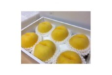 やまなし内藤農園のジュエリーピーチ(R)黄桃 1.5kg【1225480】