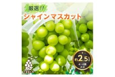 2026年発送 山梨県産 シャインマスカット 約2.5kg(4～6房) 山梨が誇る 人気果物【1272527】