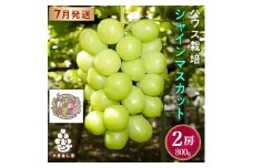 ＜2026年先行予約＞ハウス栽培7月出荷シャインマスカット(2房約800g)世界農業遺産認定地特産【1296283】