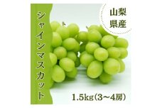 やみつきシャインマスカット 1.5kg(3～4房)【1304377】