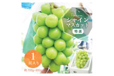 山梨の大房 シャインマスカット 1房(約700g～800g)化粧箱入りでギフトにもぴったり【1307867】