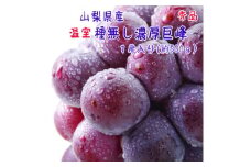 ＜季節を先取り＞＜大人気＞山梨県産 厳選!温室種無し巨峰 秀品 1房(約500g)【1297132】