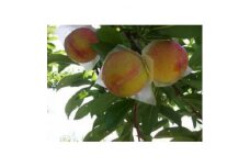 ＜産地直送＞山梨市産　すももの高級品種　貴陽　約2kg【1312968】