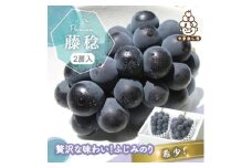 ぶどう 2房 約1kg 話題の大粒葡萄 藤稔 ふじみのり (種なし)【1289158】