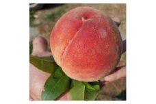 農家直送の桃　2kg【1316698】