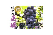 巨峰の丘　巨峰のプロがお届けする巨峰(種なし)2房 (約1.2kg)【1324196】