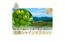 巨峰の丘　ぶどうの専門家がお届けするシャインマスカット1房(700～800g)【1324203】
