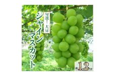 旬選!大房シャインマスカット　2房～3房(約1.2kg)【1119038】
