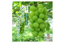 精選! シャインマスカット 約2kg (3～4房)【1121133】