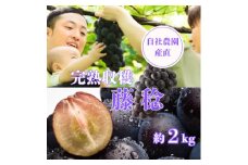 藤稔約2kg 山梨県産 自社農園産直!完熟収穫! ＜数量限定＞＜希少品種!＞【1327857】