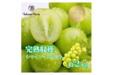 シャインマスカット約2kg 山梨県産 自社農園直送!完熟収穫! ＜数量限定＞【1327875】