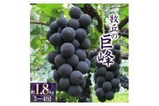 巨峰 (1.8kg) あの、牧丘の巨峰3～4房【1329233】