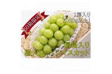 ＜桐箱入り＞極大シャインマスカット1房1kg以上＜ギフトにも＞【1349694】