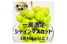 一房満足!大きなシャインマスカット　1房800g以上【1359091】