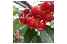 ＜バラ詰め300g＞ 2Lサイズさくらんぼ 山梨県産【1264467】